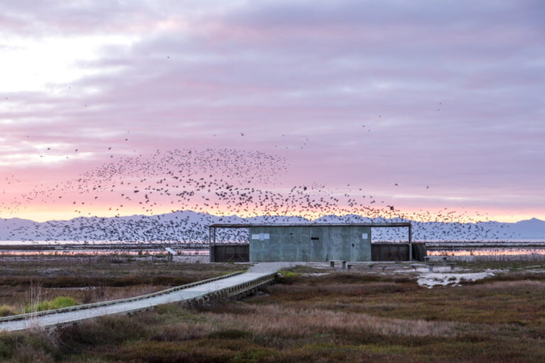 Shorebird-Coast2__ScaleWidthWzkwMF0