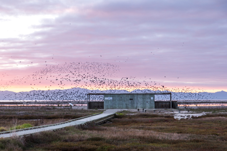 Read more about the article Seabird Coast DJ – Kaiaua & Miranda